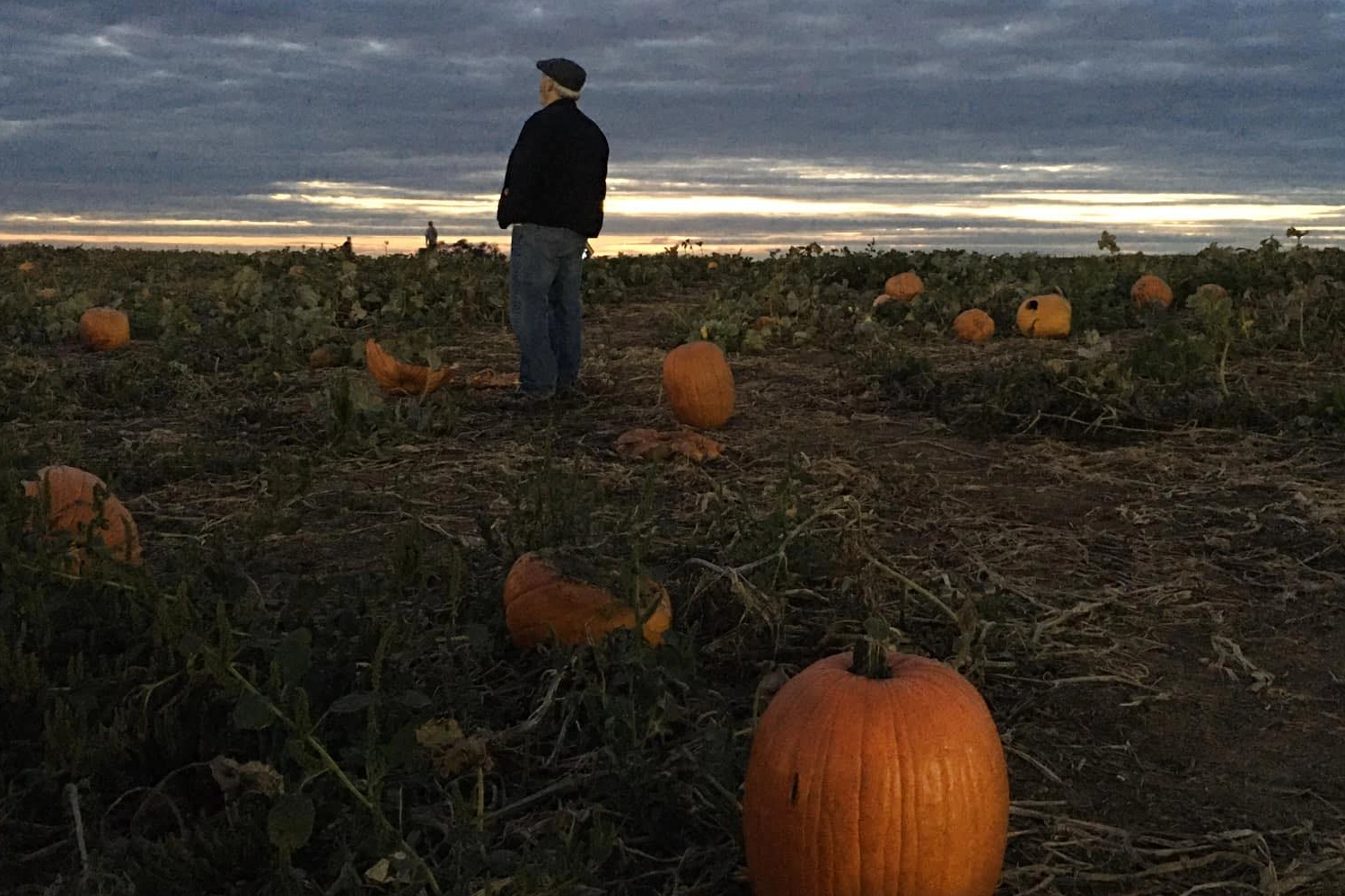 Outstanding in a pumpkin field