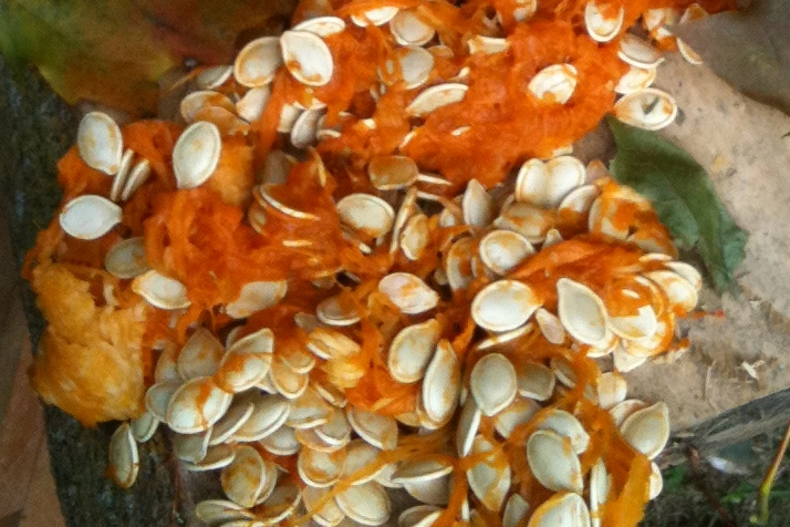 Pumpkin Seeds